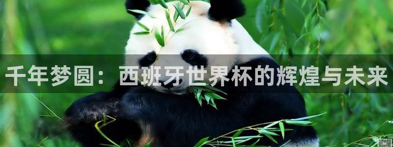 世界杯预选赛赛程：千年梦圆：西班牙世界杯的辉煌与未来